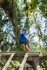 Blue peacock in the botanical garden in Lisbon in Portugal