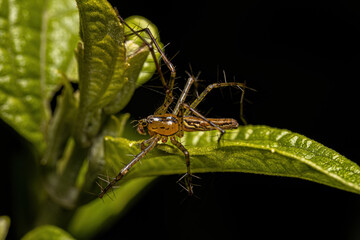 Adult Male Lynx Spider