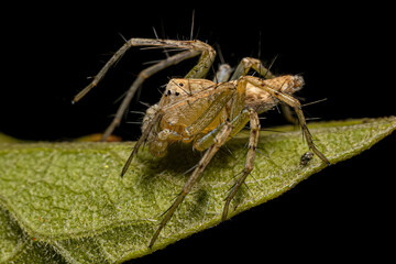 Small Lynx Spider