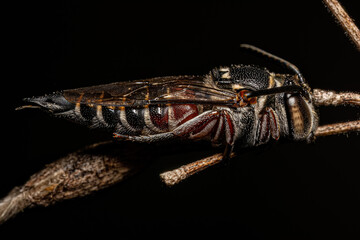 Adult Sharptail Bee