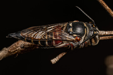 Adult Sharptail Bee