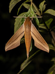 Adult Tersa Sphinx Moth