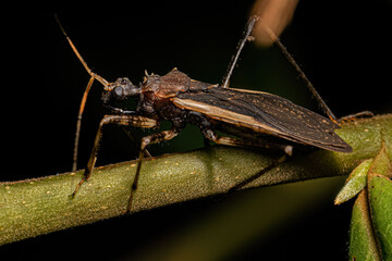 Adult Assassin Bug