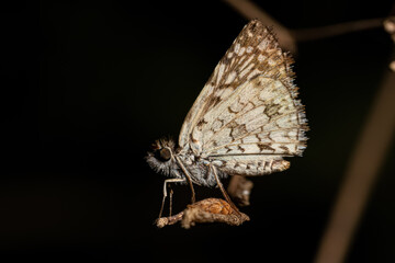 Adult Orcus Checkered-Skipper Moth Insect