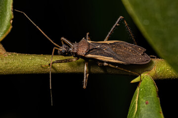 Adult Assassin Bug