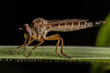 Adult Robber Fly