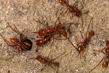 Adult Female Neivamyrmex Army Ants