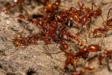 Adult Female Neivamyrmex Army Ants