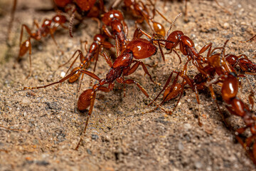 Adult Female Neivamyrmex Army Ants