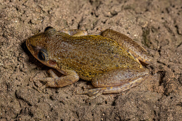 Snouted Tree Frog