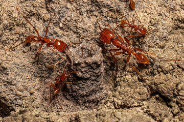 Adult Female Neivamyrmex Army Ants