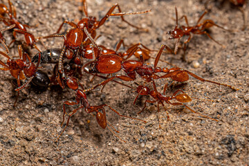 Adult Female Neivamyrmex Army Ants