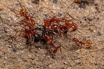 Adult Female Neivamyrmex Army Ants