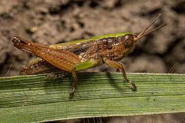 Adult Stridulating Slant-faced Grasshopper