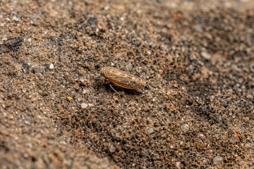 Small adult Typical Leafhopper