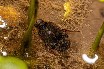 Adult Predaceous Diving Beetle