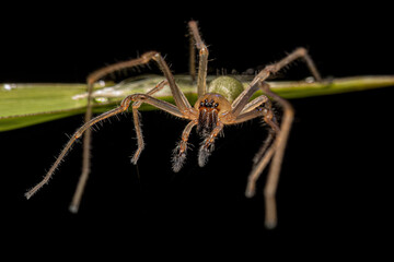Adult Male Long legged Sac Spider