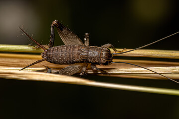 Adult Field Cricket