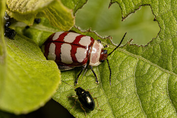 Adult Flea Beetle