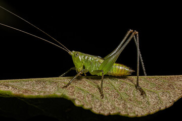 Lesser Meadow Katydid Nymph