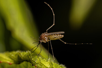 Adult Female Culicine Mosquito Insect