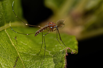 Adult Male Culicine Mosquito Insect