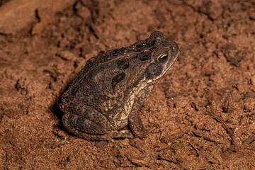 juvenile Cururu Toad