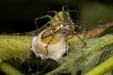 Adult Female Lynx Spider