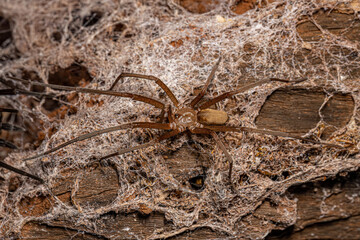 Southern House Spider