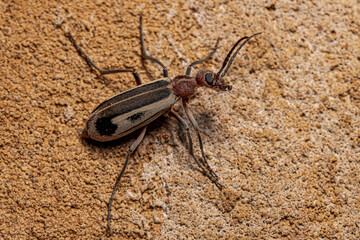Adult Burning Blister Beetle