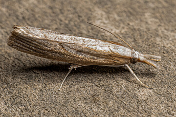 Adult Grass-veneer moth