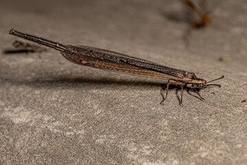 Adult Long tailed Antlion