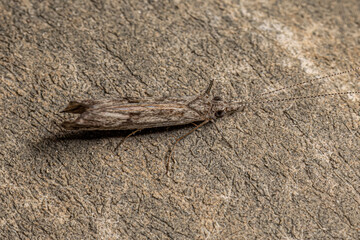 Adult Caddisfly Insect