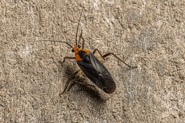 Adult Plant Bug
