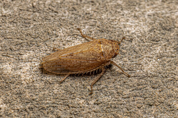 Small Typical Leafhopper
