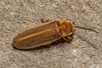 Adult Firefly Beetle