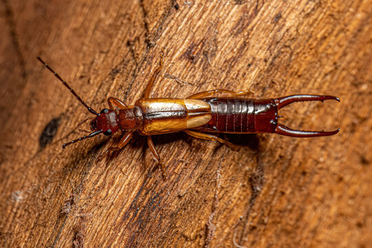 Adult Common Earwig