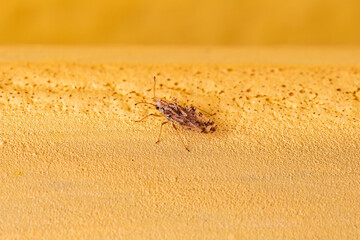 Small Lace Bug