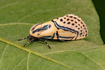Adult Hieroglyphic Moth © ViniSouza128
