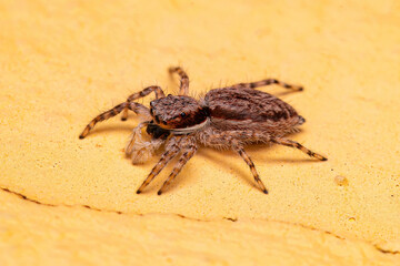 Adult Female Gray Wall Jumping Spider