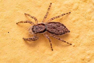Adult Female Gray Wall Jumping Spider