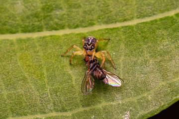 Small Jumping Spider of the Genus Frigga