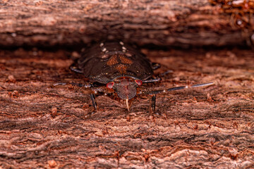 Stink bug Nymph