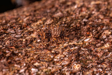 Small Beetle Larva