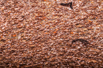 Citrus Snow Scale Insect