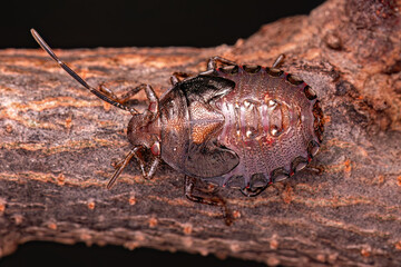 Stink bug Nymph