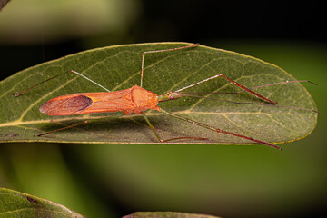 Adult Assassin Bug