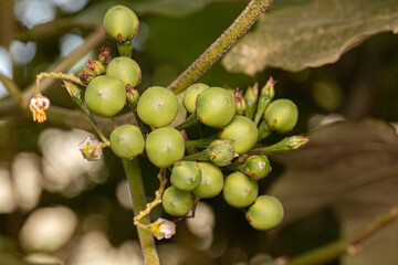flowering plant commonly known as jurubeba a nightshade