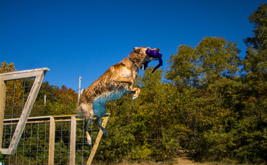 Golden retriever jumping and grabbing a toy while dock diving into a pool