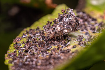 Citrus Black Fly Insects